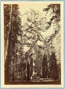 グリズリー ジャイアント、マリポサ グローブ、ヨセミテ 作： Carleton E. Watkins