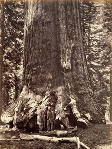 グリズリー ジャイアントの根元、ジャイアント セコイアの木、カリフォルニア州ヨセミテ、1868 年