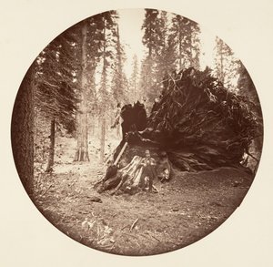イーグルズ ウィング - カラベラス グローブ、カリフォルニア州。 1878年。 作： Carleton Emmons Watkins