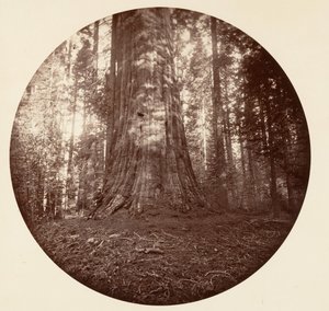 エンパイアステート。 C.グローブ、カリフォルニア州。 1878年。 作： Carleton Emmons Watkins