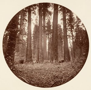 ジェームズ・キング・オブ・ウィリアム. キーストン州など。カリフォルニア州カラベラス グローブ。 1878年。 作： Carleton Emmons Watkins