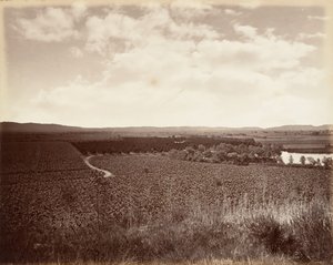 レイク ヴィンヤードとオレンジ グローブ、ロサンゼルス、1876 年。 1876年。 作： Carleton Emmons Watkins