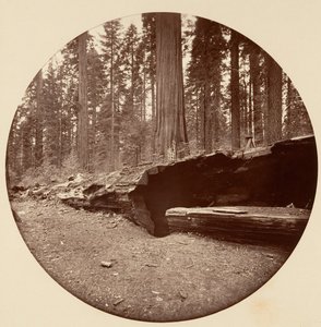 マンモス スリー グローブ ホテル カラベラス Co Cal., ca. 1878年。