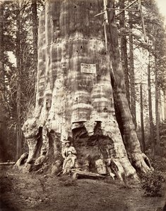 森の母、1865-66 年、印刷 1876年。