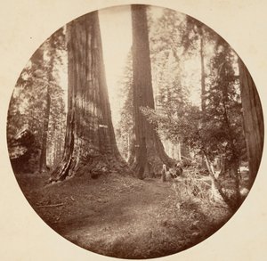 オールド ドミニオンとアンクル トムの酒場。 カラベラス グローブ、カリフォルニア州。 1878年。 作： Carleton Emmons Watkins
