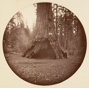 パイオニア キャビン - カリフォルニア州カラベラス グローブ 1878年。 作： Carleton Emmons Watkins