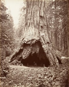 パイオニアの小屋、1865-66 年、印刷された ca。 1876年。