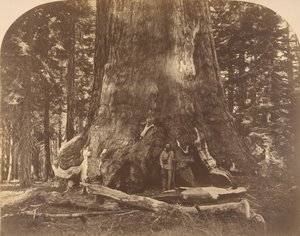 グリスリー ジャイアントの区画、マリポサ グローブ、1861 年。