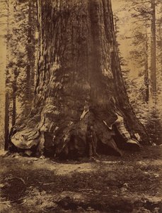 ヨセミテのマリポサ グローブ、ゲーレン クラークとグリズリー ジャイアントのセクション、1865 ～ 66 年。 作： Carleton Emmons Watkins