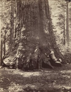ヨセミテのマリポサ グローブ、ガレン クラークとグリズリー ジャイアントのセクション、1865 ～ 66 年に印刷。 1876年。