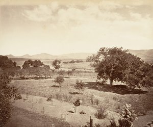 スティールの牧場、サン ルイス オビスポ、1876 年、印刷 1876年。 作： Carleton Emmons Watkins