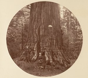 エンパイア ステート - C. グローブ、カリフォルニア州。 1878年。 作： Carleton Emmons Watkins