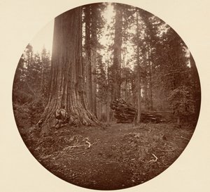森の父 - C. Grove, ca. 1878年。 作： Carleton Emmons Watkins