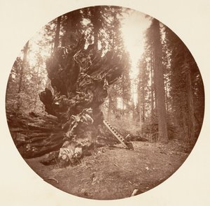 森の父 - 馬の背中。 カラベラス グローブ、カリフォルニア州。 1878年。 作： Carleton Emmons Watkins