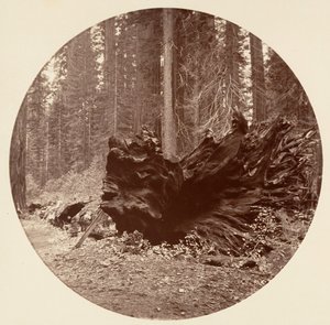 森の父 450 フィート C. グローブ、カリフォルニア州。 1878年。 作： Carleton Emmons Watkins