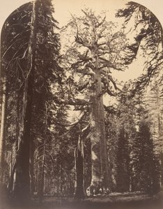 恐ろしい巨人、マリポサ グローブ、ヨセミテ、1861 年。 作： Carleton Emmons Watkins