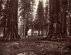 カリフォルニア州マンモス グローブのホテル。 1872年、約印刷。 1876年。 作： Carleton Emmons Watkins