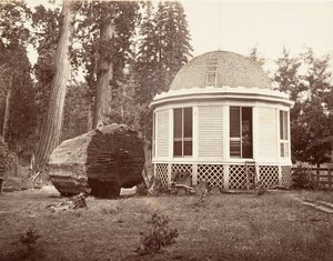 大きな木の切り株の上に建てられた家、1865-66年、印刷約。 1876年。 作： Carleton Emmons Watkins