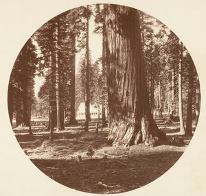 ザ マンモス グローブ ホテル フロム ザ グローブ - カラベラス, ca. 1878年。 作： Carleton Emmons Watkins