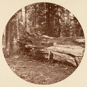 マイナーズ キャビン - カリフォルニア州カラベラス グローブ 1878年。