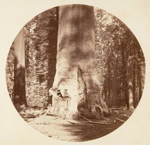 森の母 - Calaveras Grove, ca. 1878年。 作： Carleton Emmons Watkins