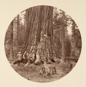 森の誇り - Calaveras Grove, ca. 1878年。