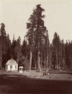 センチネル、315 フィート、1865 ～ 66 年、印刷 1876年。 作： Carleton Emmons Watkins