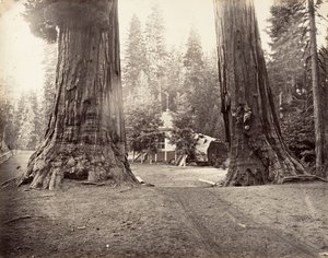 センチネルズ、315 フィート、ヨセミテ、カリフォルニア州。 1872年、約印刷。 1876年。 作： Carleton Emmons Watkins