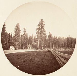 センチネル。 C.グローブ、カリフォルニア州。 1878年。 作： Carleton Emmons Watkins