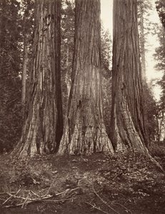 三美神、272 フィート、1865 年から 66 年にかけて印刷された。 1876年。 作： Carleton Emmons Watkins