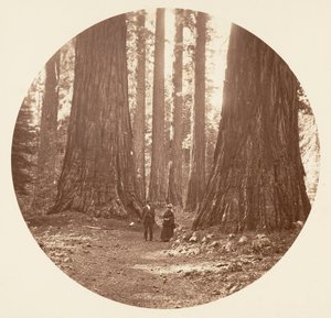 ブライアントとスワードのカラベラス グローブを通して見たスリー グレイセス 1878年。 作： Carleton Emmons Watkins