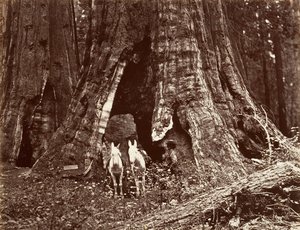 三脚、円周 94 フィート、1865-66 年、約 19 世紀に印刷。 1876年。