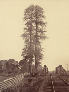 ツイン レッドウッド、パロ アルト、1870 年。 作： Carleton Emmons Watkins