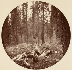 [カリフォルニア州ヨセミテ国立公園]、カリフォルニア州。 1878年。