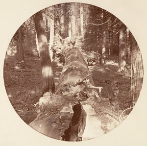 [カリフォルニア州ヨセミテ国立公園]、カリフォルニア州。 1878年。 作： Carleton Emmons Watkins