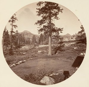 [カリフォルニア州ヨセミテ国立公園]、カリフォルニア州。 1878年。 作： Carleton Emmons Watkins