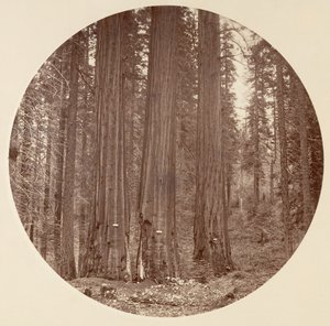 [カリフォルニア州ヨセミテ国立公園]、カリフォルニア州。 1878年。 作： Carleton Emmons Watkins