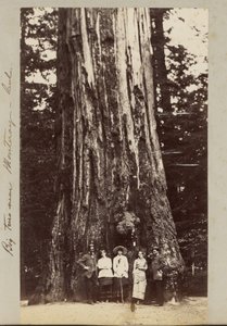 モンテレイ近郊のビッグツリー - Cal. 作： Carleton Watkins