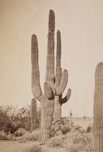 [サボテン］ 作： Carleton Watkins