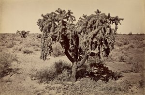 [アリゾナ砂漠のサボテン］ 作： Carleton Watkins