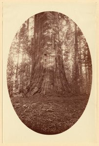 [エンパイア・ステート・カラベラス・グローブ］ 作： Carleton Watkins