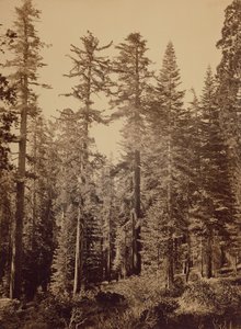 [森の情景】／【シュガーパイン 作： Carleton Watkins