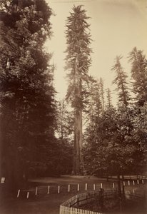 ジャイアントレッドウッド、サンタクルス 作： Carleton Watkins