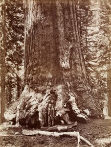 グリズリージャイアント直径33フィートマリポサグローブ 作： Carleton Watkins