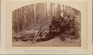 カラベラス・グローヴにて森の父 作： Carleton Watkins