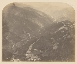 ジョセフィンと松の木 作： Carleton Watkins