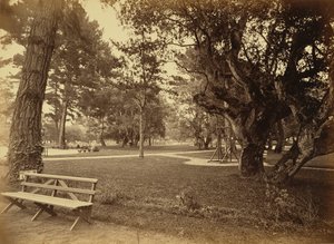 [カリフォルニア州モントレー、ホテル・デル・モンテ、ローンビュー]。 作： Carleton Watkins