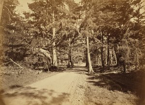 [カリフォルニア州モントレー、モス・アベニュー、18マイル・ドライブ。］ 作： Carleton Watkins