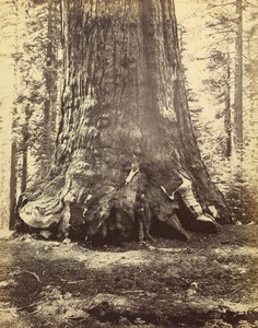 [グリズリー・ジャイアントのセクション]。 作： Carleton Watkins
