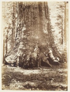 ヨセミテ、マリポサ グローブ、ギャレン クラークとグリズリー ジャイアントのセクション 作： Carleton Watkins
